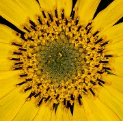 Balsamorhiza - Balsamroot 18-8284